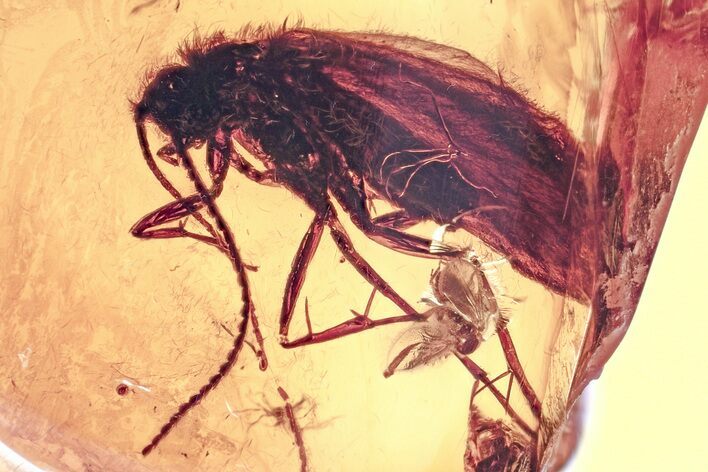 Detailed Fossil Biting Midge and Caddisfly In Baltic Amber #330693